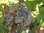 Ximénez-Spinola Very Old Harvest PX 0,75l
